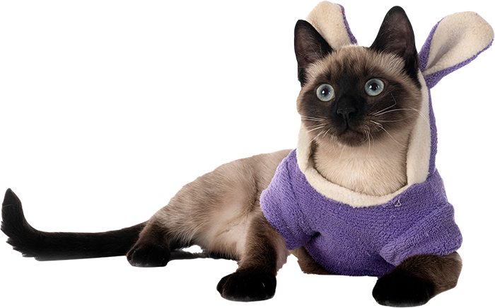 bodrum kedi traşı